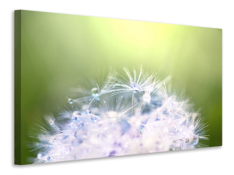 panoramic-canvas-print-dandelion-xl-in-morning-dew