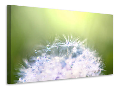 panoramic-canvas-print-dandelion-xl-in-morning-dew