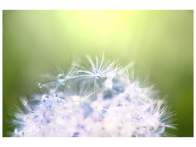 modern-4-piece-canvas-print-dandelion-xl-in-morning-dew