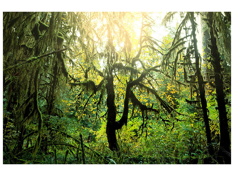 4-piece-canvas-print-dreamy-forest