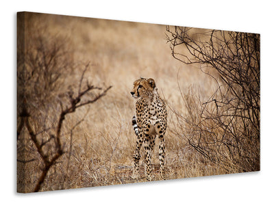 3-piece-canvas-print-elegant-cheetah