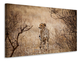 4-piece-canvas-print-elegant-cheetah