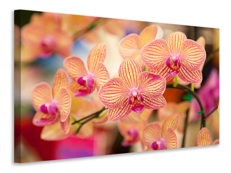 modern-3-piece-canvas-print-exotic-orchids