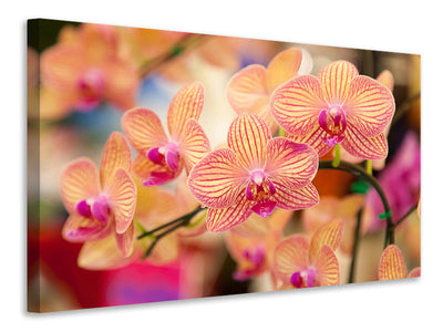 3-piece-canvas-print-exotic-orchids