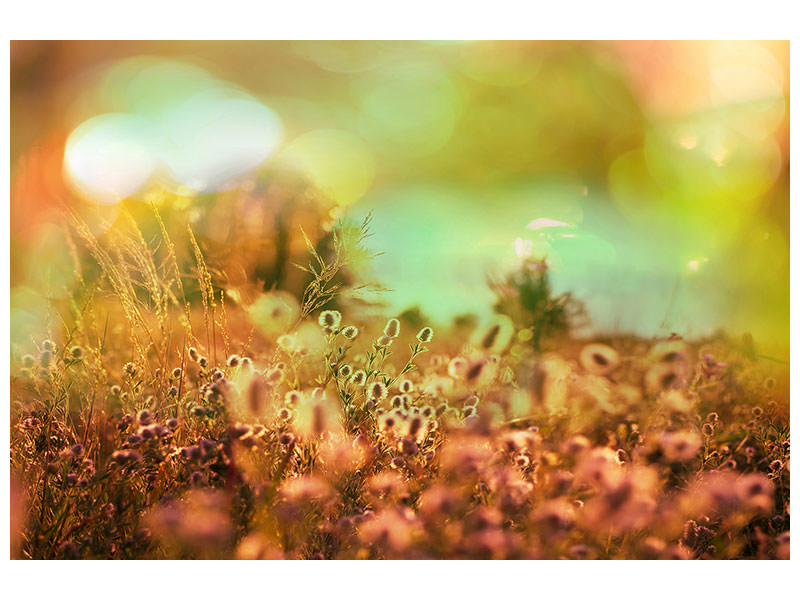 modern-4-piece-canvas-print-flower-meadow-at-twilight