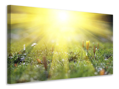 modern-4-piece-canvas-print-flowery-meadow