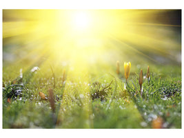panoramic-canvas-print-flowery-meadow
