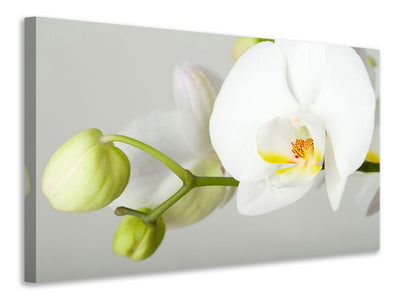 3-piece-canvas-print-giant-orchid