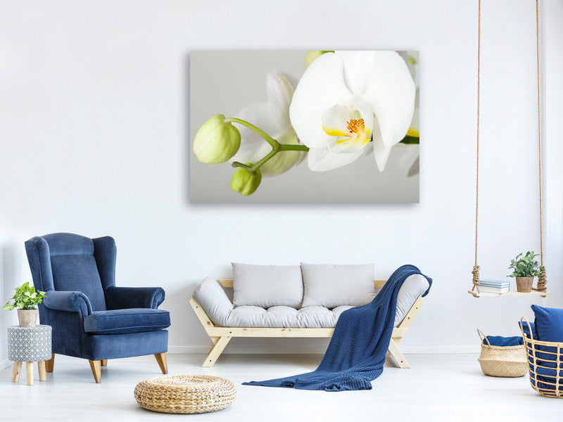 modern-4-piece-canvas-print-giant-orchid