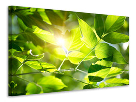 4-piece-canvas-print-go-green