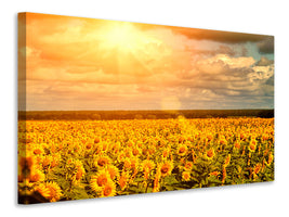 panoramic-3-piece-canvas-print-golden-light-sunflower