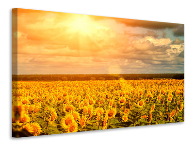 panoramic-canvas-print-golden-light-sunflower