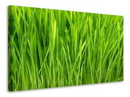 modern-4-piece-canvas-print-grass-in-morning-dew