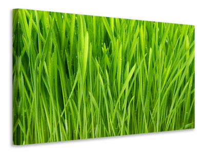 4-piece-canvas-print-grass-in-morning-dew