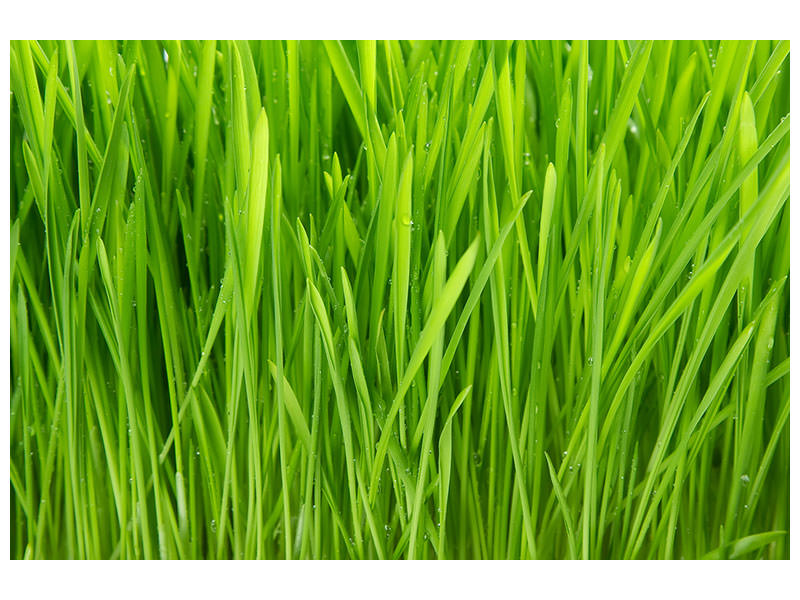 4-piece-canvas-print-grass-in-morning-dew