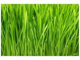modern-4-piece-canvas-print-grass-in-morning-dew