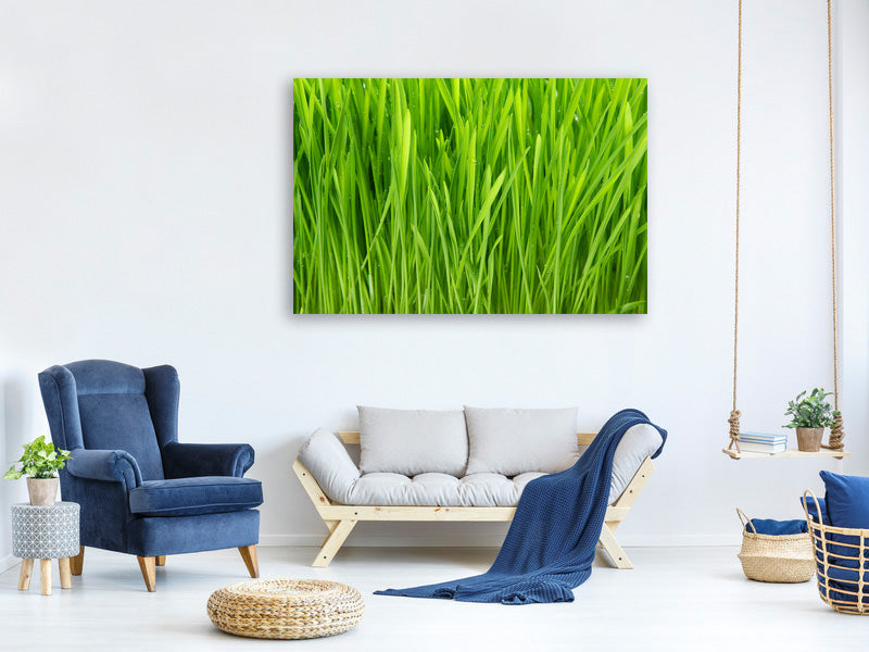 panoramic-3-piece-canvas-print-grass-in-morning-dew