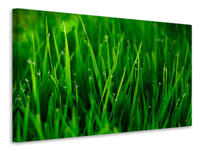 3-piece-canvas-print-grass-with-morning-dew