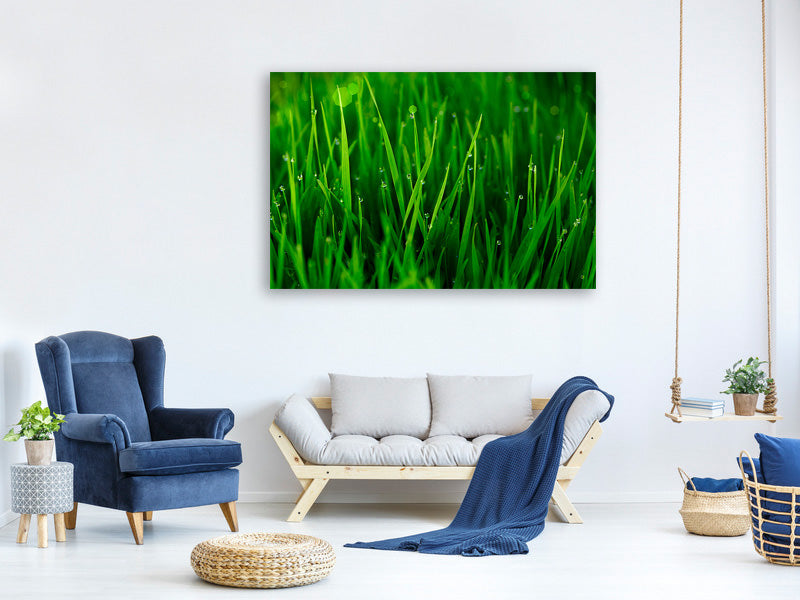 5-piece-canvas-print-grass-with-morning-dew