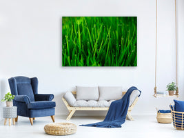 panoramic-canvas-print-grass-with-morning-dew