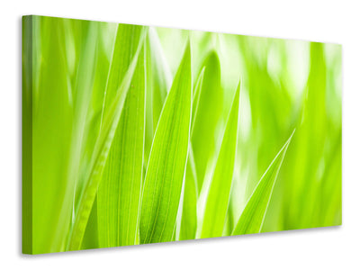 4-piece-canvas-print-grass-xxl