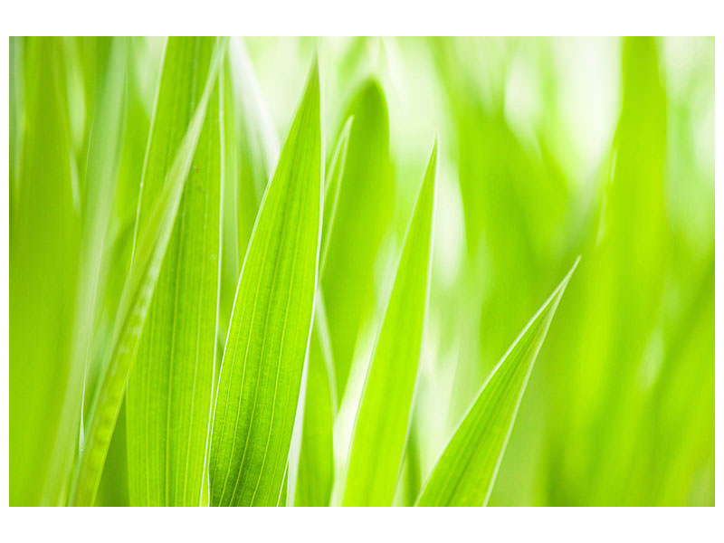 4-piece-canvas-print-grass-xxl