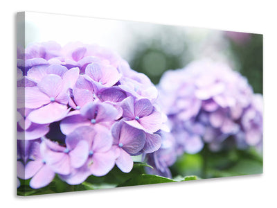 3-piece-canvas-print-hydrangeas