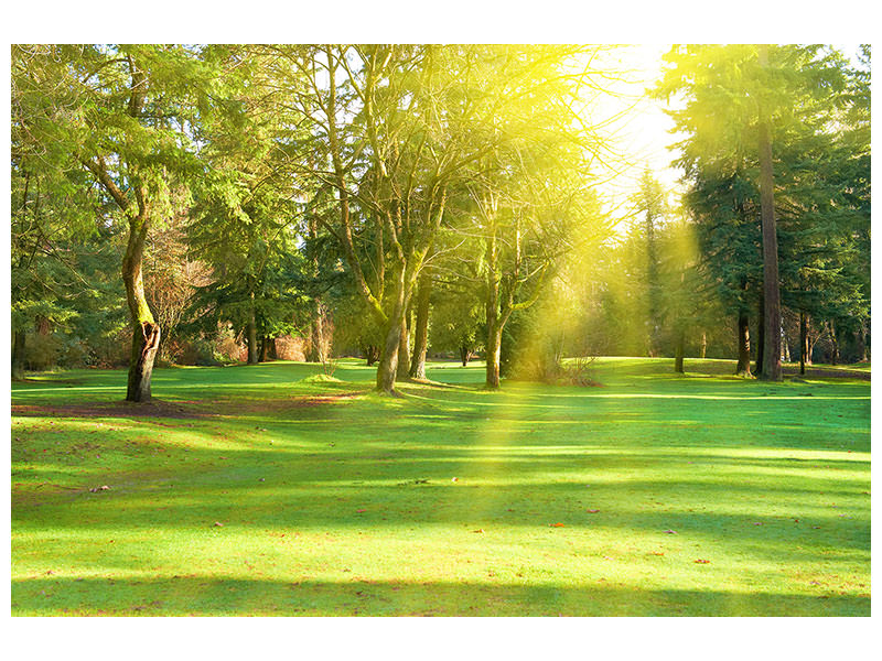 5-piece-canvas-print-in-the-park