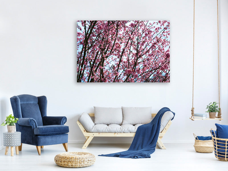 panoramic-canvas-print-japanese-cherry-blossom