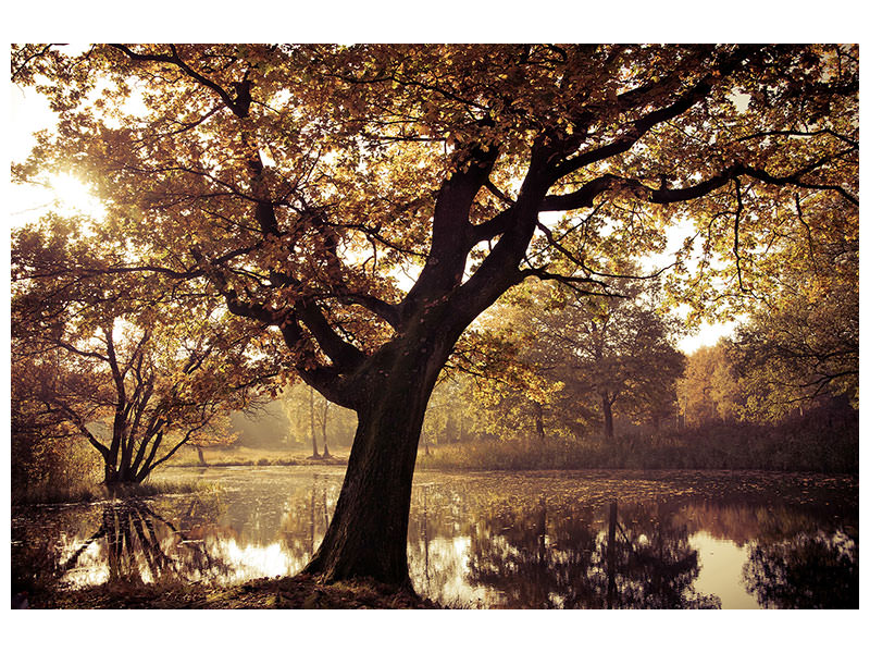 5-piece-canvas-print-landscape-park