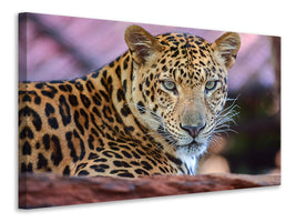 5-piece-canvas-print-leopard
