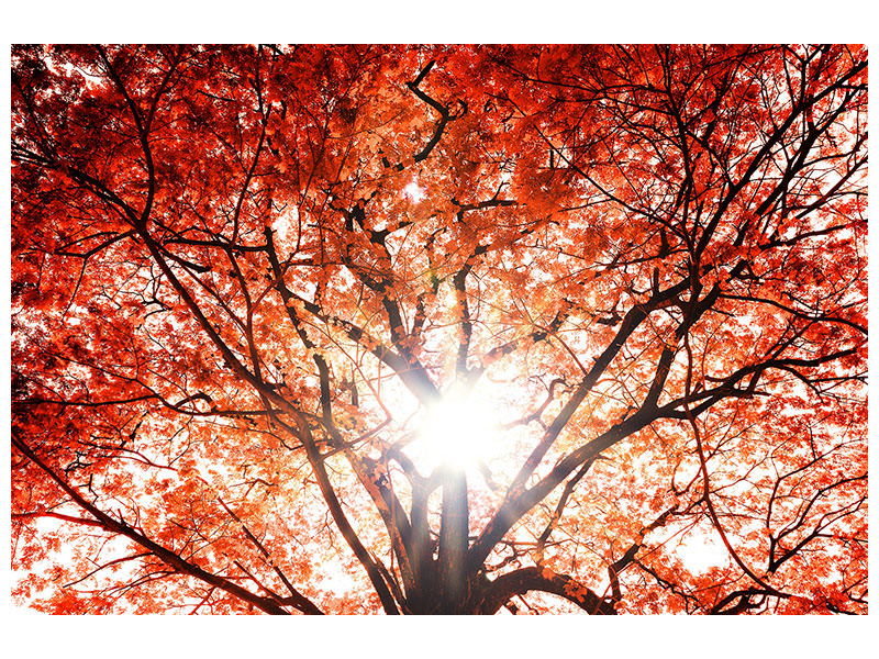 modern-4-piece-canvas-print-light-of-autumn