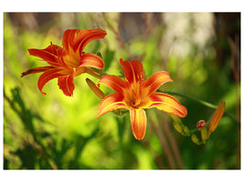 4-piece-canvas-print-lilies-in-nature