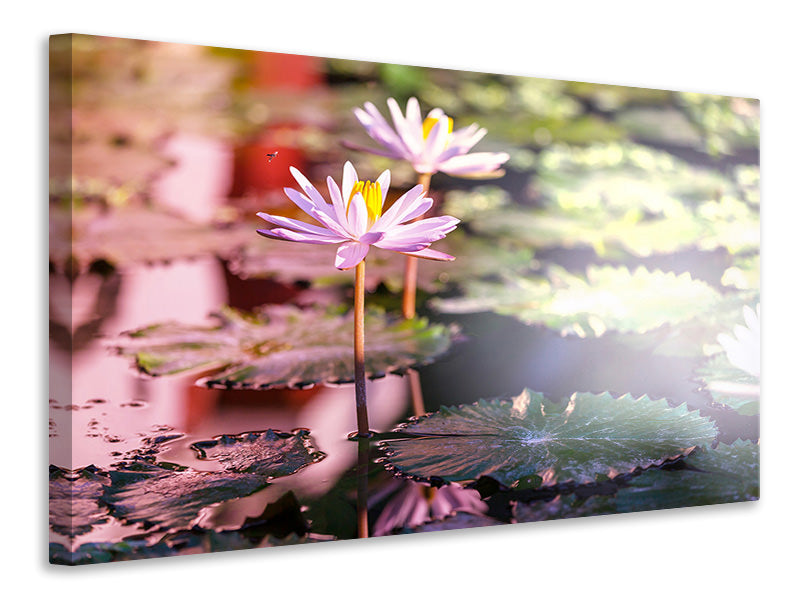 modern-4-piece-canvas-print-lilies-in-pond
