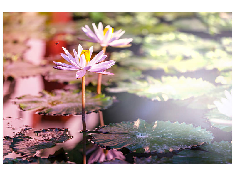 modern-4-piece-canvas-print-lilies-in-pond