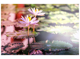 4-piece-canvas-print-lilies-in-pond