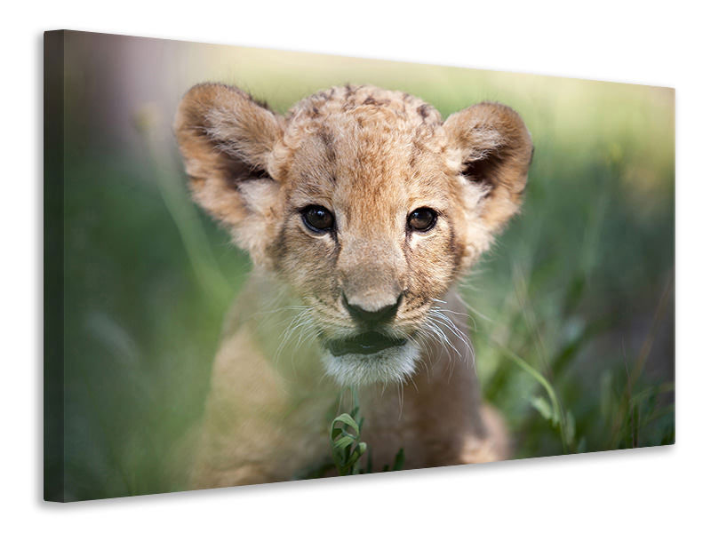 5-piece-canvas-print-lion-baby