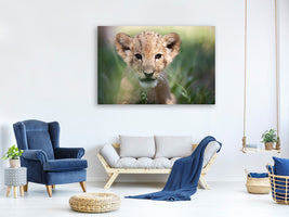 modern-3-piece-canvas-print-lion-baby