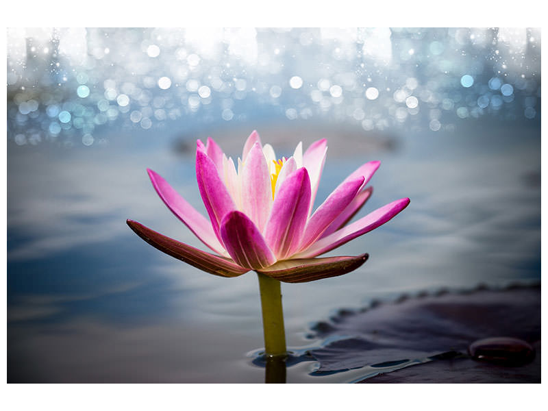 modern-4-piece-canvas-print-lotus-in-the-morning-dew