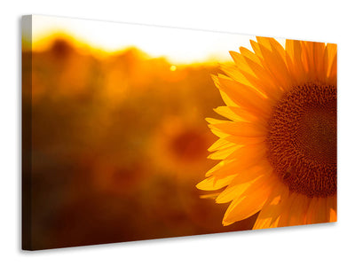 3-piece-canvas-print-macro-sunflower