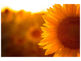 4-piece-canvas-print-macro-sunflower