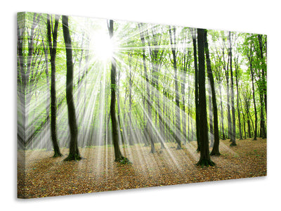 modern-3-piece-canvas-print-magic-light-in-the-trees