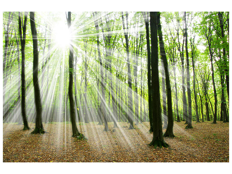 panoramic-3-piece-canvas-print-magic-light-in-the-trees