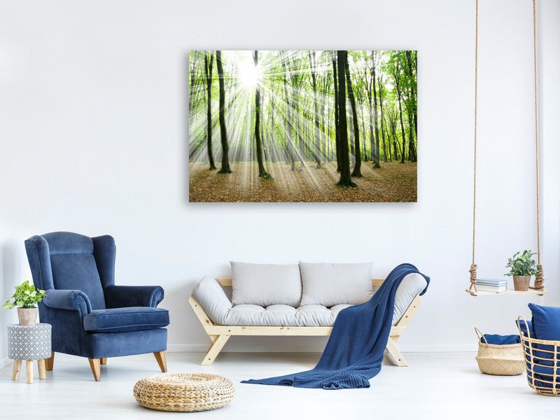 5-piece-canvas-print-magic-light-in-the-trees