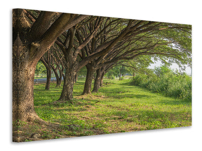 panoramic-3-piece-canvas-print-mature-trees