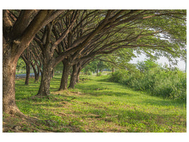 panoramic-3-piece-canvas-print-mature-trees