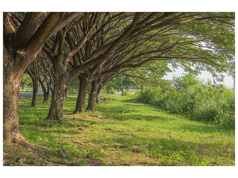 panoramic-3-piece-canvas-print-mature-trees