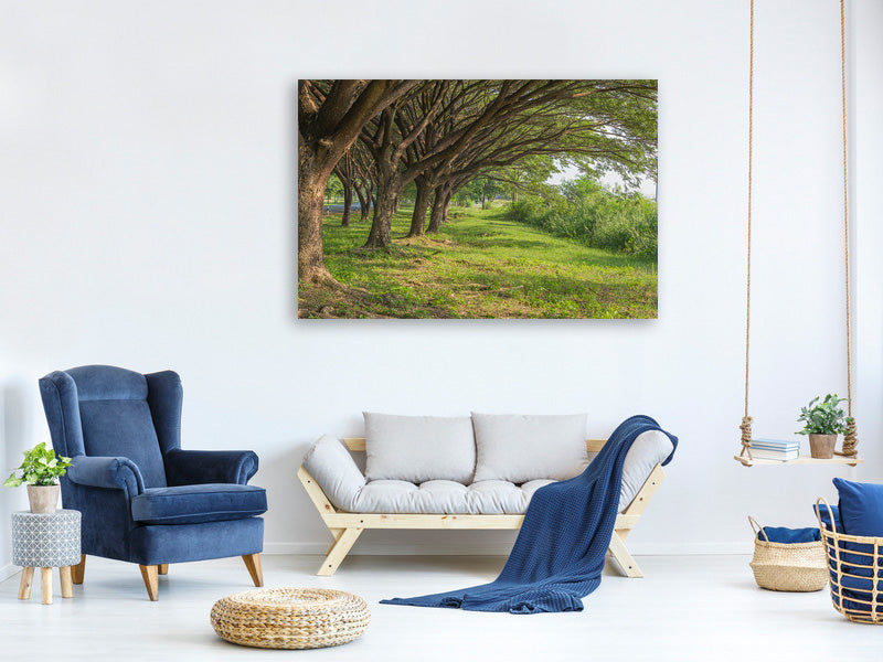 5-piece-canvas-print-mature-trees