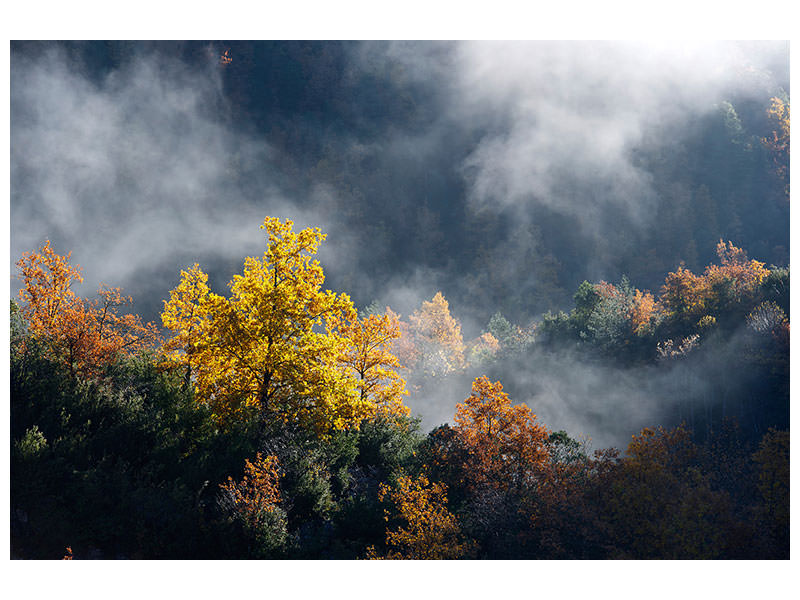 5-piece-canvas-print-moonlight-forest