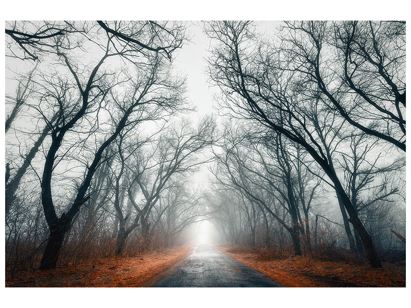 4-piece-canvas-print-mysterious-mood-in-the-forest